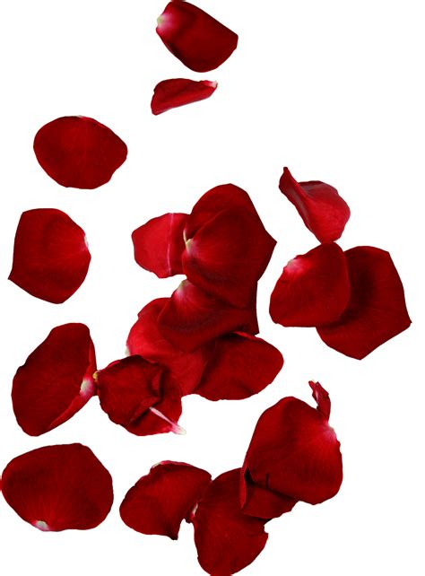 pictures of rose petals|rose petals no background.